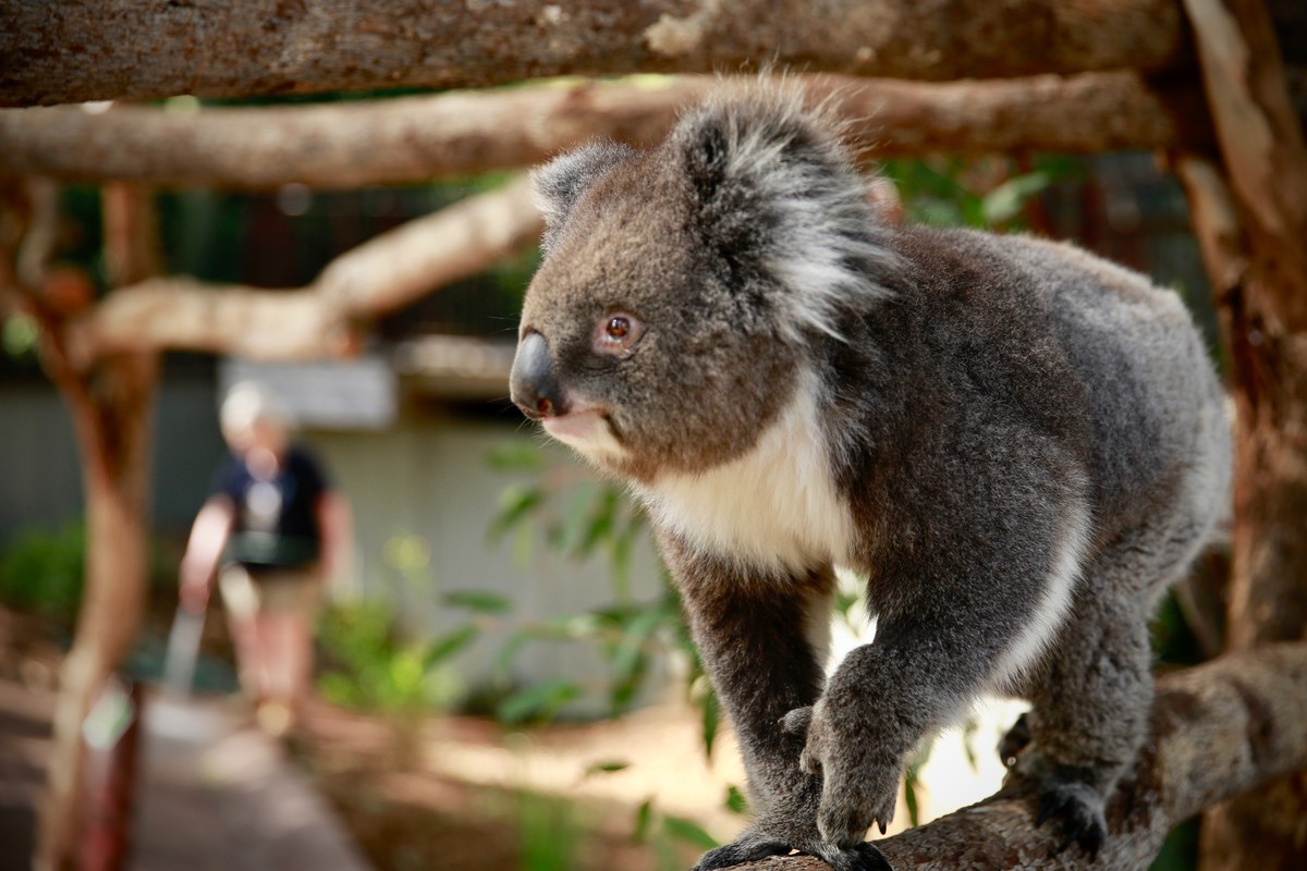 Early Morning Australian Wildlife Encounter at Melbourne Zoo - Amazed