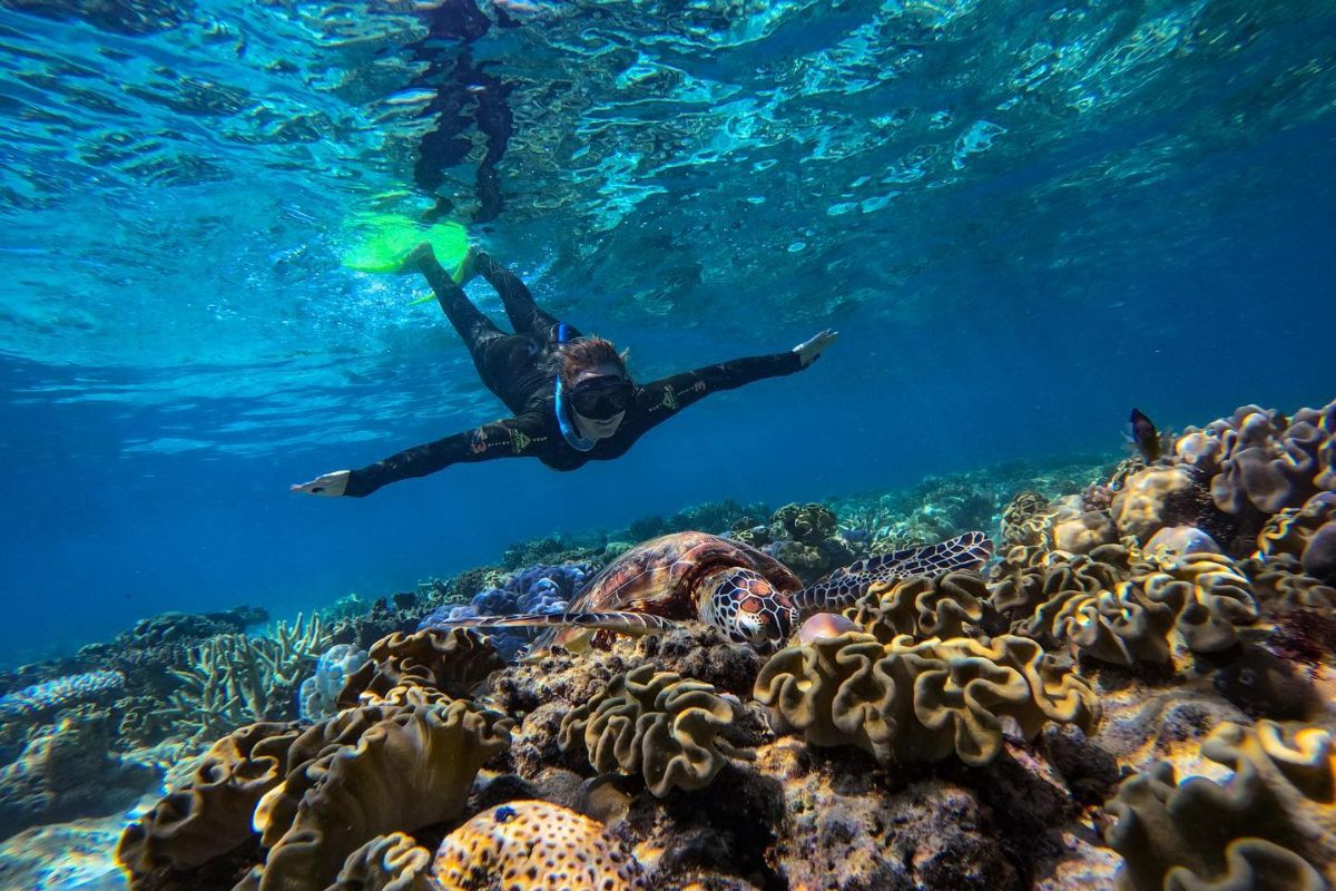 Miniature brochure fløde Afternoon Snorkel & Eco Adventure on Great Barrier Reef - Amazed NZ