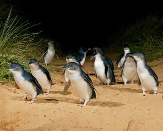 Phillip Island & Penguin Parade Tour