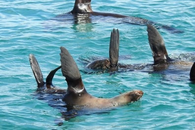 Dolphin & Seal Eco Cruise in Port Phillip Bay