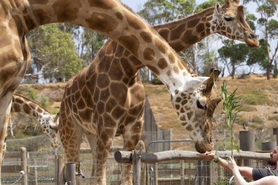 Giraffe Feed Encounter in Werribee Zoo