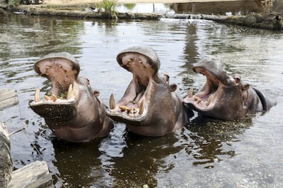 Hippo Wild Encounter in Werribee Zoo