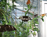 Coffs Harbour Butterfly House