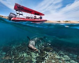 Underwater Safaris