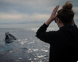 Gold Coast Whale Watch