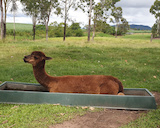 Jarravale-alpaca Mini Animal-farm
