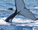 Whale Watching Tours Cairns