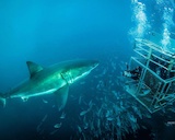 Rodney Fox Sharks Expeditions