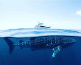 Bluesun Whale Shark Swim Dive