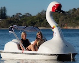 Swans On The Swan