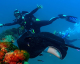Adrenalin Snorkel And Dive Eco-tours In Townsville