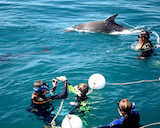 Polperro Dolphin Swims