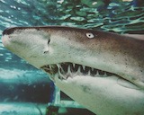 Merlin Entertainments Group - Shark Dive Xtreme