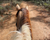 Spring Creek Horse Riding