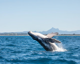 Townsville Whale Watching
