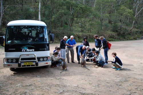 Blue Mountains Day Tour with Wildlife Park & River Cruise