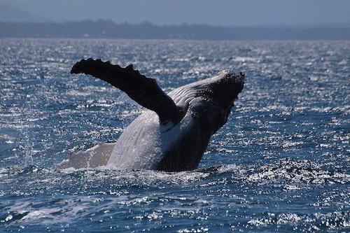 Whale Watching in Jervis Bay & Honeymoon Bay