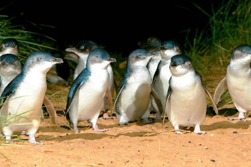 Penguins & Wildlife Encounter in Phillip Island 