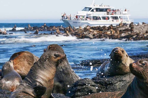 Exciting 2 hour Seal Cruise from Phillip Island