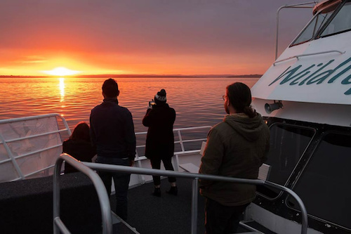 Beautiful Sunset Cruise in Phillip Island