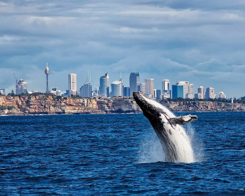 VIP Sydney Whale Watching  Cruise