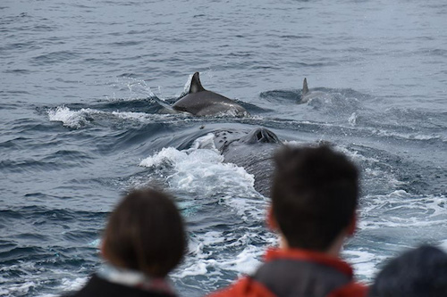 Dolphin & Whale Adventure in Phillip Island