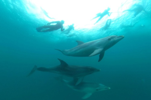 Ultimate Eco Tour and Swim with Dolphins & Seals