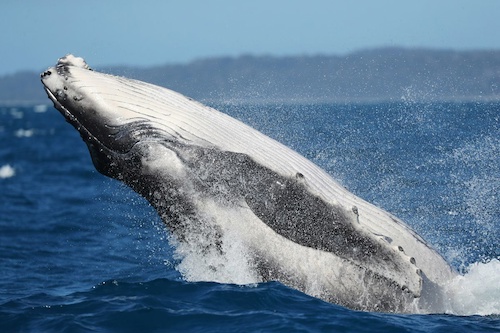Meet Majestic Whales and Discover Fraser Island