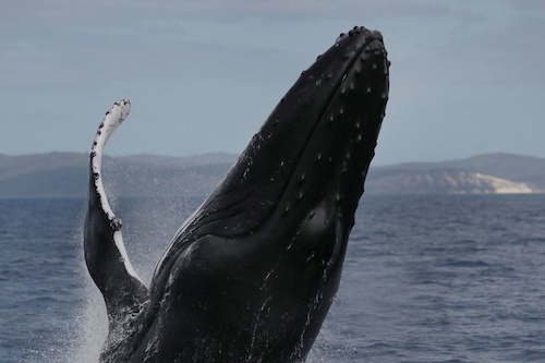 Watch Majestic Whales Play in the waters off Fraser Island