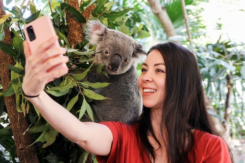 Jump Aboard a River Cruise and  Meet the Cutest Koalas 