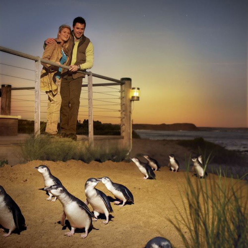 Check out the Penguin Parade at Phillip Island
