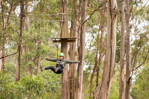 Ziplining at Live Wire Park in Lorne