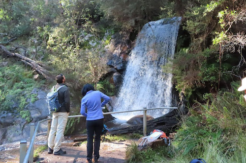 Soothing Walk across Bindaree Falls & Craigs Hut 