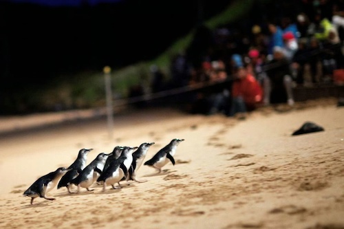 Phillip Island Penguin Parade Small Group Eco Tour