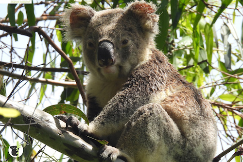 Guided Walk to Experience Koalas in their Natural Habitat