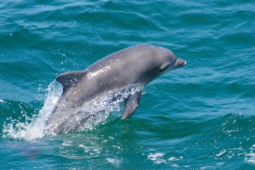 Meet the Majestic Dolphins - Jervis Bay Cruise
