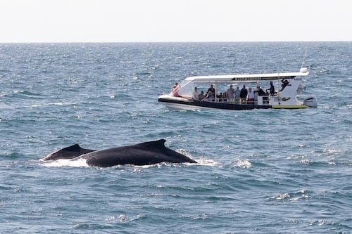 Boat Cruise & Whale Watching on the Sunshine Coast