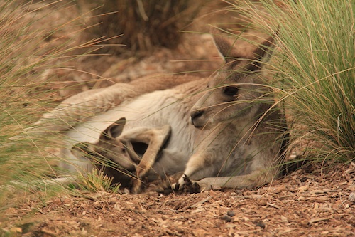 Australian Wildlife Encounter at Werribee Zoo