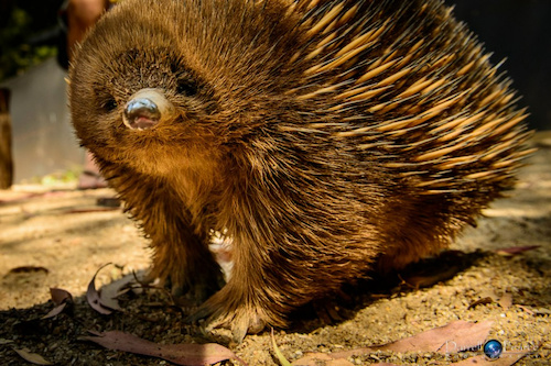 Meet & Greet with Echidnas at Healesville Sanctuary