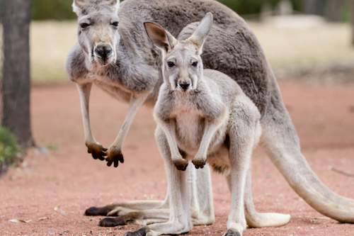 Meet & Greet with Kangaroos at Healesville Sanctuary