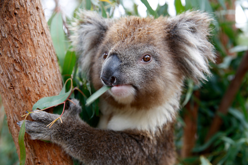 See Koalas Up Close & Personal at Healesville Sanctuary
