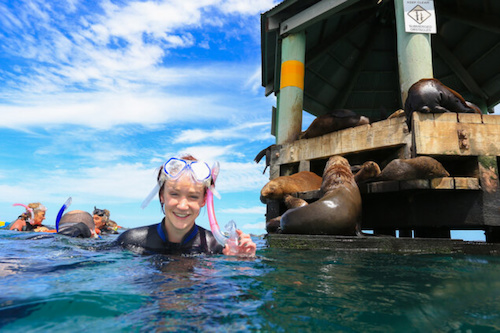 Swim with Australian Fur Seals in Port Phillip Bay