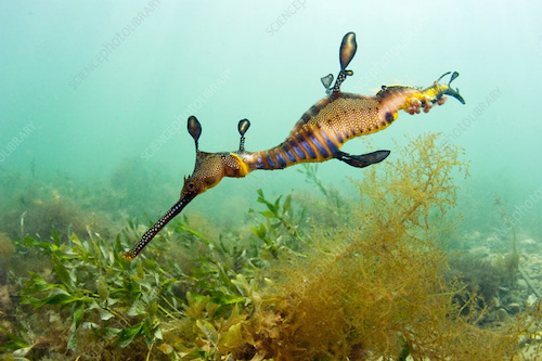 Guided Snorkeling Tour to see Weedy Sea Dragons