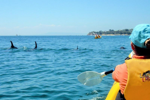 Sea Kayak Tour across the Dolphin Sanctuary