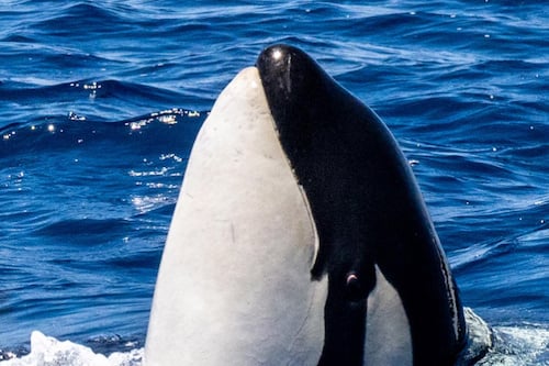 2-day Bremer Canyon Killer Whale Expedition