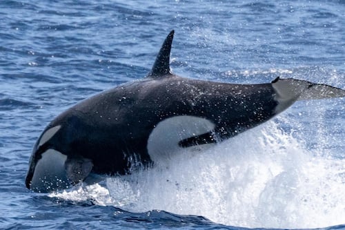 Bremer Canyon Orca (Killer Whale) Expedition