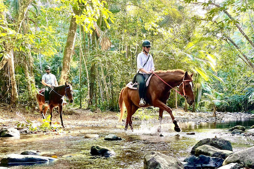 Rainforest Horse Ride with Creek Swim in Cape Tribulation