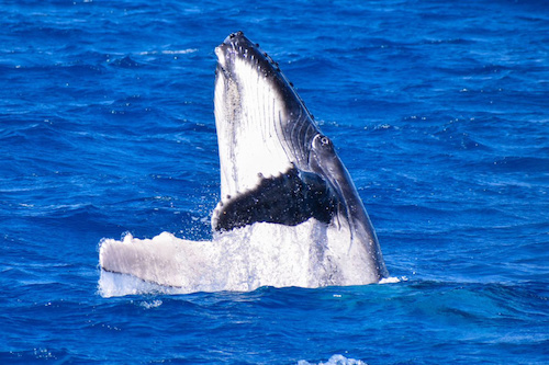 Premium Whale Watching Cruise in Fraser Island