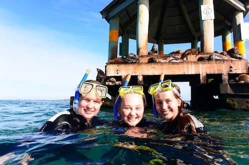 A 2-Hour Reef Snorkel and Seal Swim Adventure with The Apollo