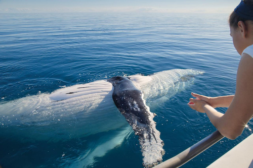 Sail with Whales & Dolphins in the Gold Coast